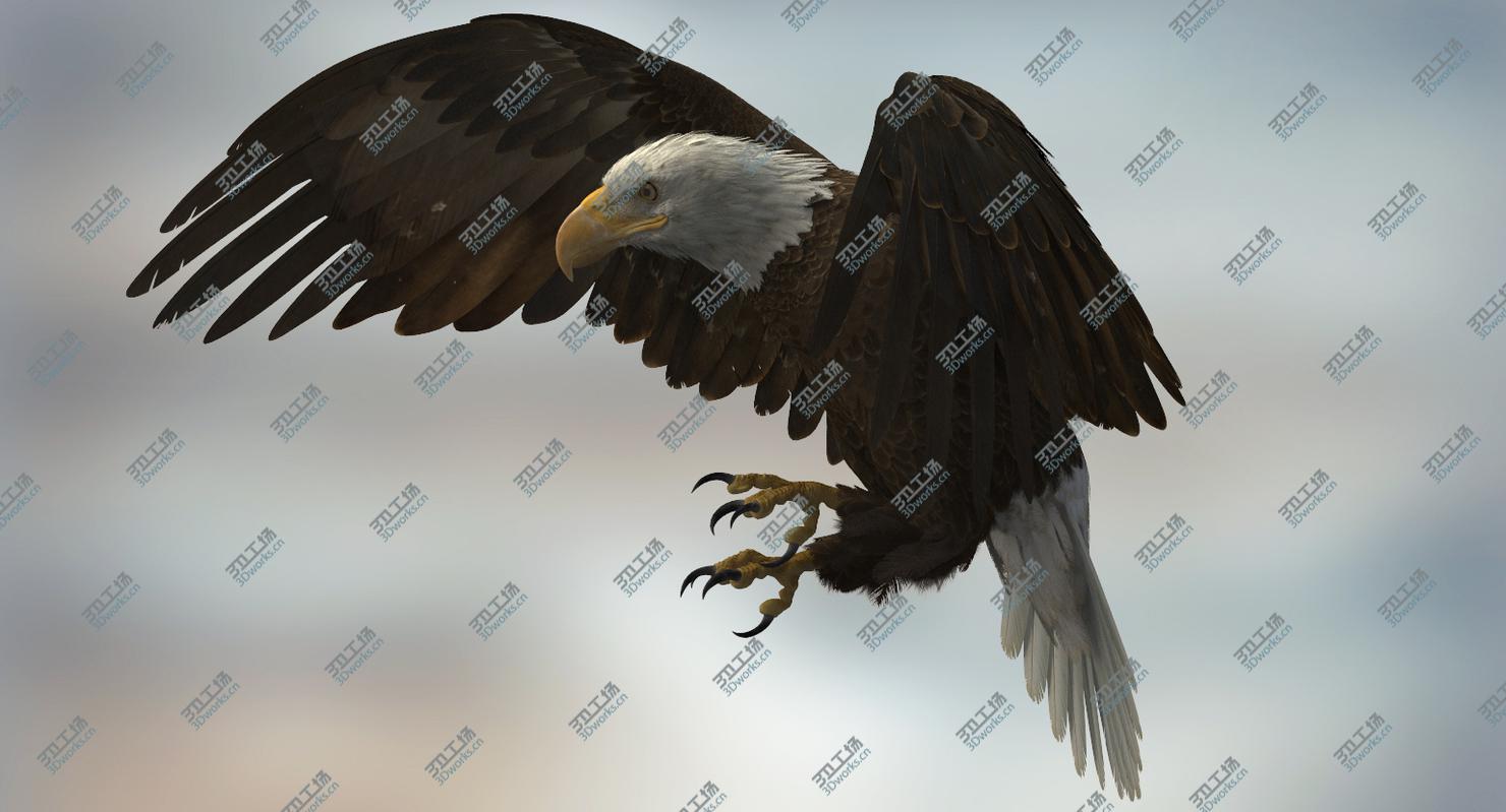 images/goods_img/20210113/3D American Bald Eagle Rigged model/3.jpg